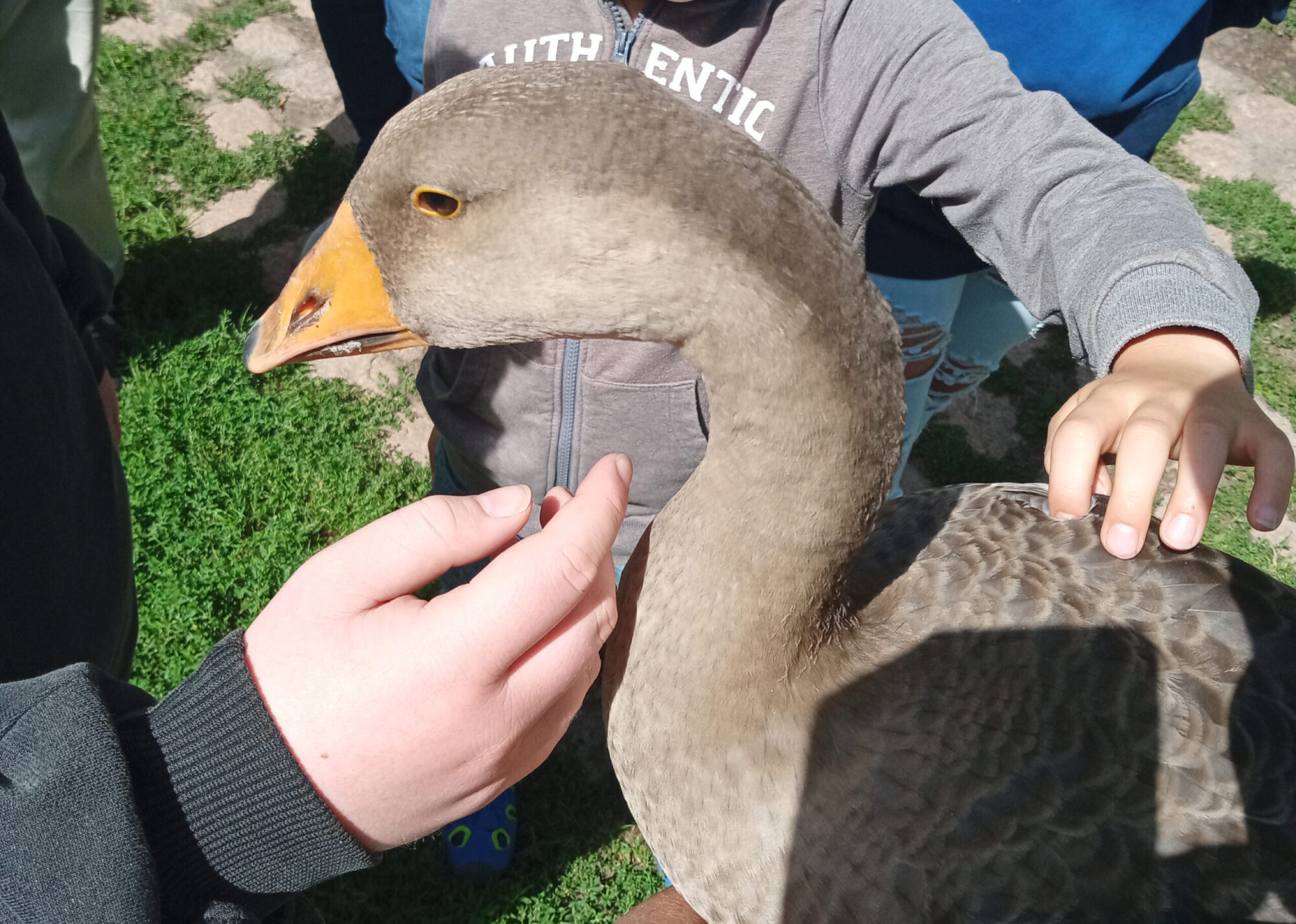 Ferienaktion: Tier-hilft-Mensch