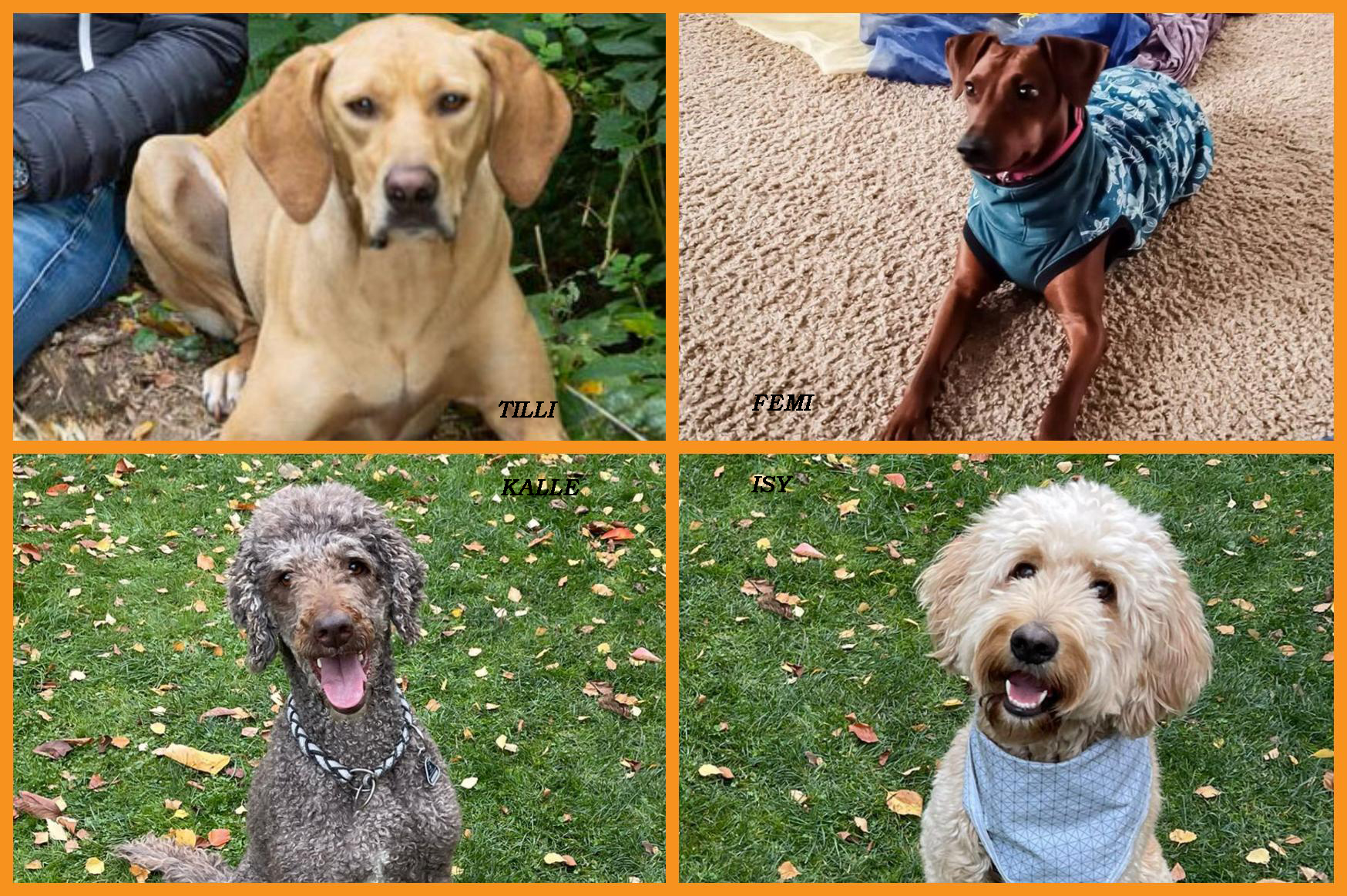 Tierische begleitung